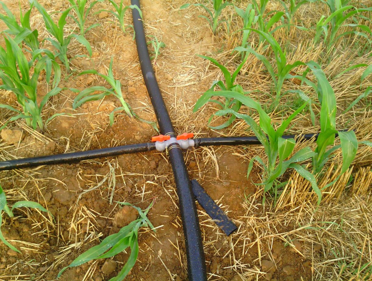 邢臺大棚噴灌微噴頭安裝